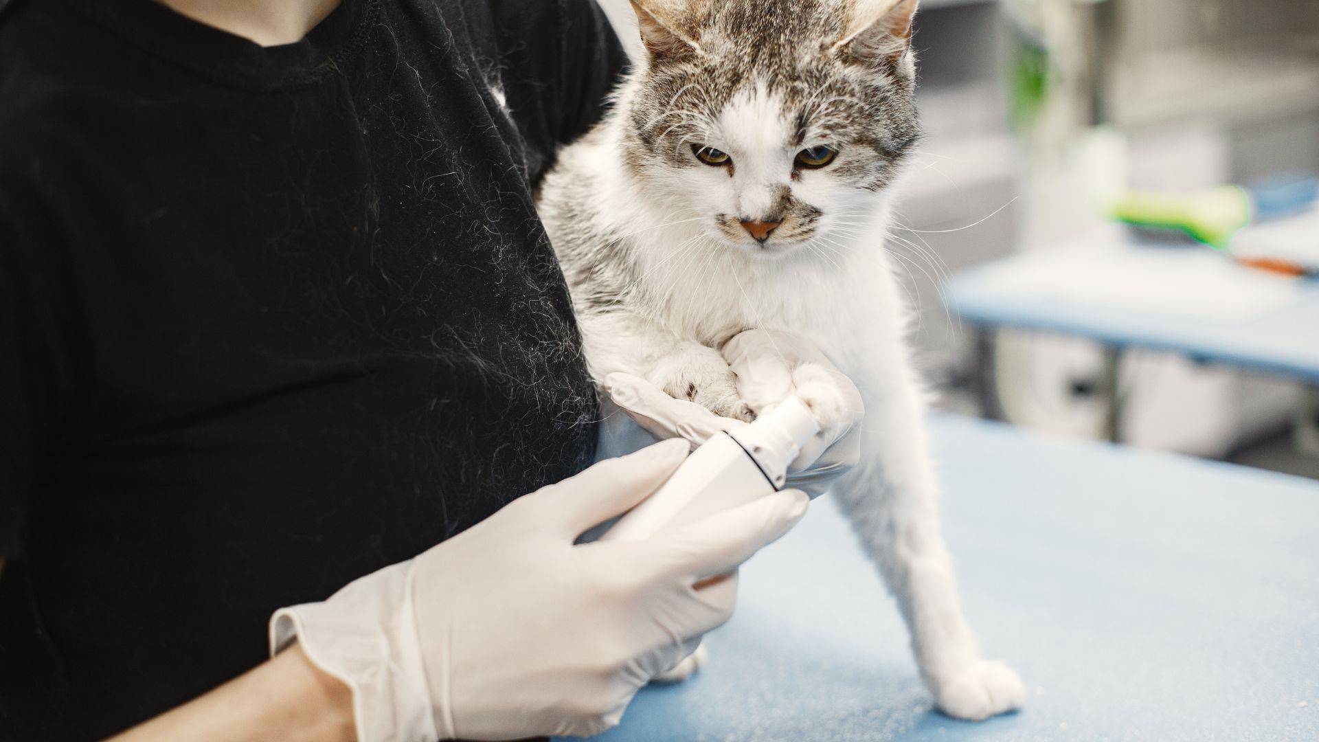 Cabinet Veterinar Mobil Sibiu - Cristian, urgente veterinare Sibiu, Cabinet veterinar sibiu, Pensiune canina Sibiu | Consultatii veterinare la domiciliu, tratamente veterinare Sibiu, deparazitari Sibiu, vaccinari veterinare animale Sibiu, sterilizari, castrari Sibiu